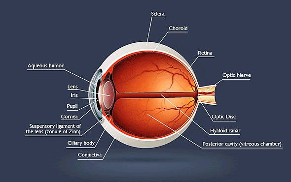 Eye Anatomy | Eye Care | Eye Health | Annapolis MD